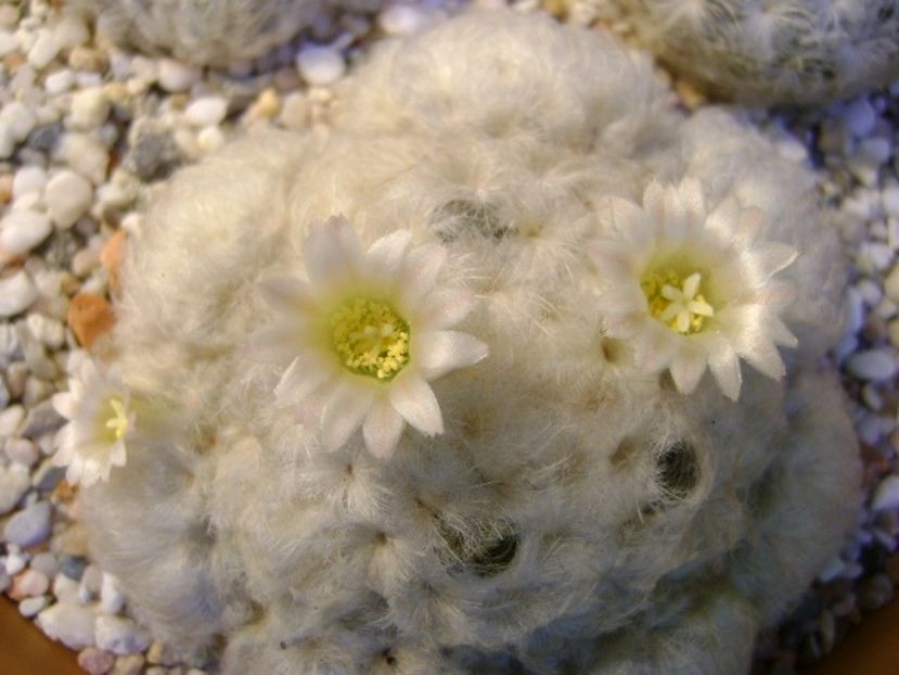 Mammillaria plumosa - Cactusi 2018 final de an