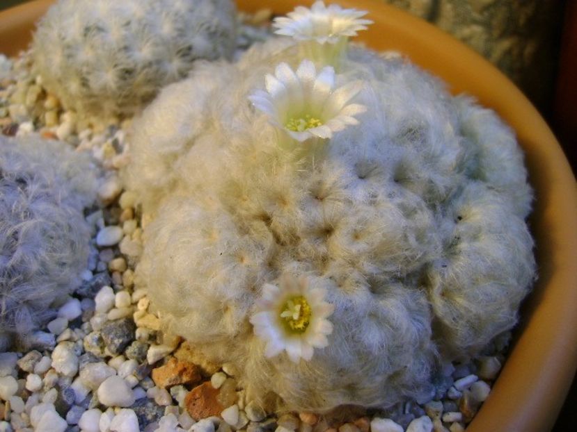 Mammillaria plumosa - Cactusi 2018 final de an