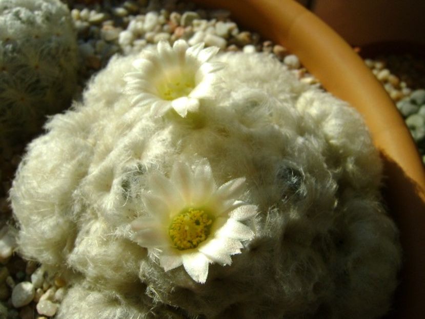 Mammillaria plumosa - Cactusi 2018 final de an