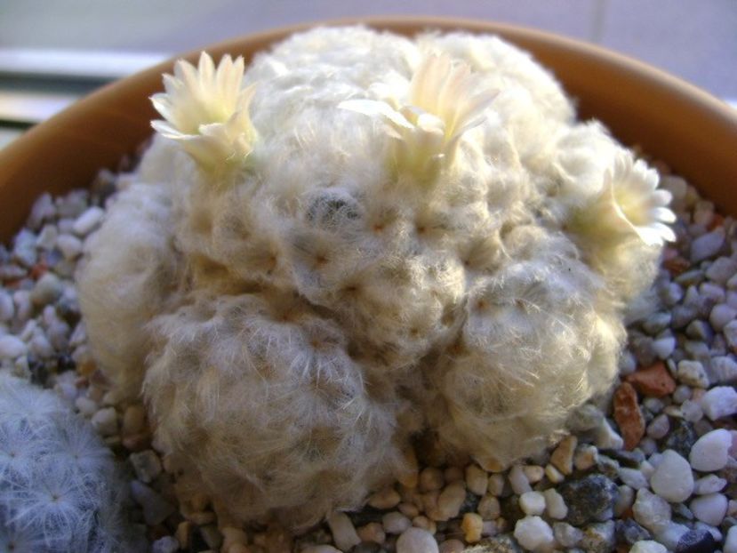 Mammillaria plumosa - Cactusi 2018 final de an