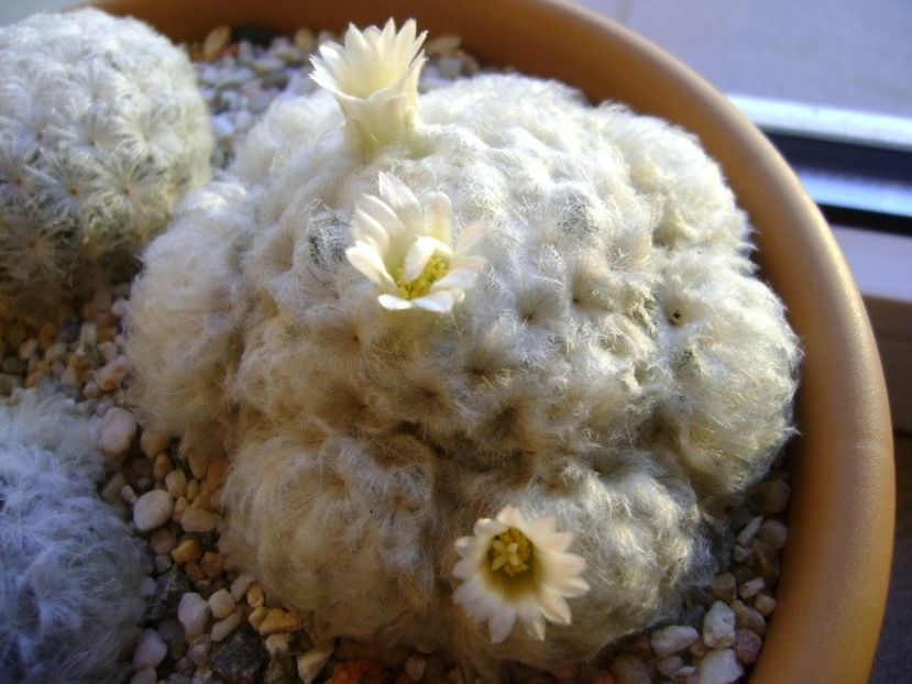 Mammillaria plumosa - Cactusi 2018 final de an