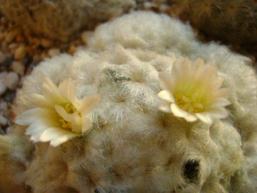 Mammillaria plumosa - Cactusi 2018 final de an