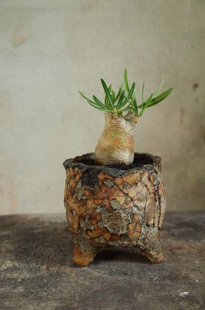 Pachypodium inopinatum - Whish list pentru viata urmatoare1