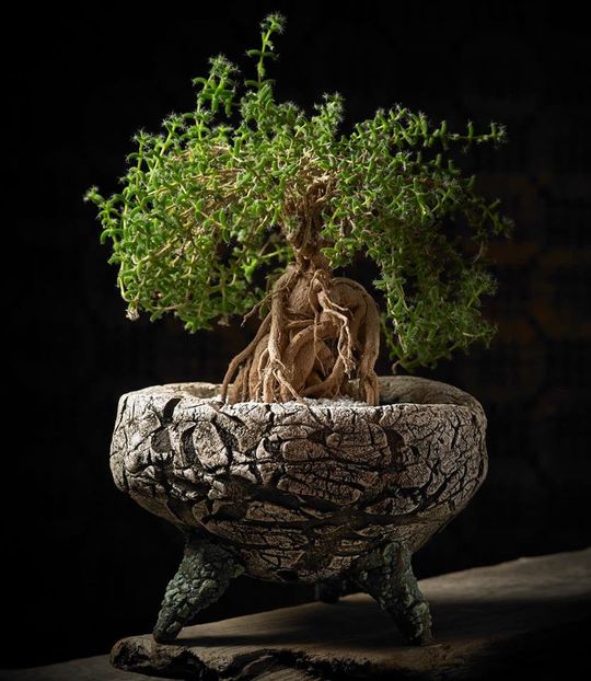 Trichodiadema bulbosum - achizitionata - Whish list pentru viata urmatoare1