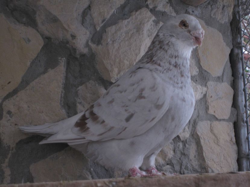 M2014 - VOIAJORI STANDARD DE VINZARE