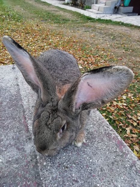  - Iepuri URIAȘI GERMAN de vânzare