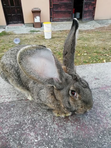  - Iepuri URIAȘI GERMAN de vânzare