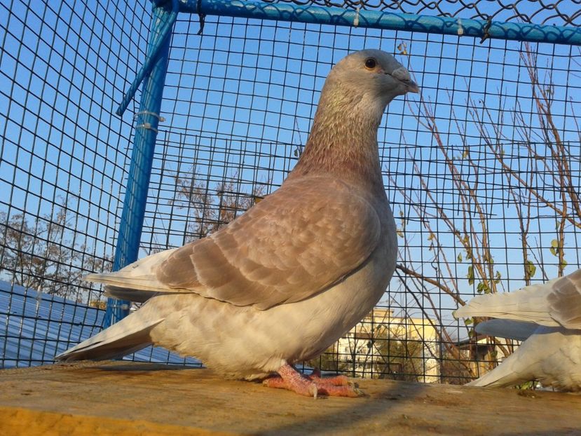 Fotografie0024 (2) - TRESTII DE VINZARE 2020