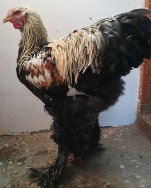  - Brahma black silver orange 2018