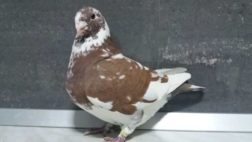 0-1 2017 - matca 2019