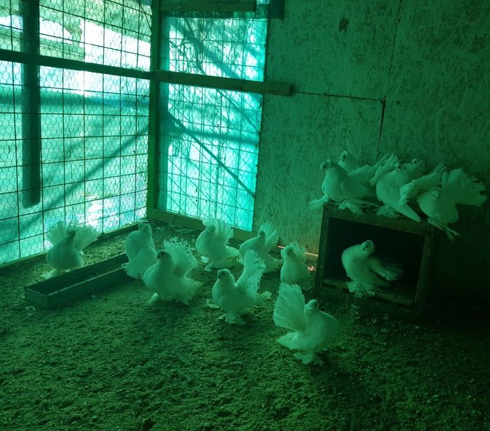 20181201_131508 (3) - 9--SIBERIENI