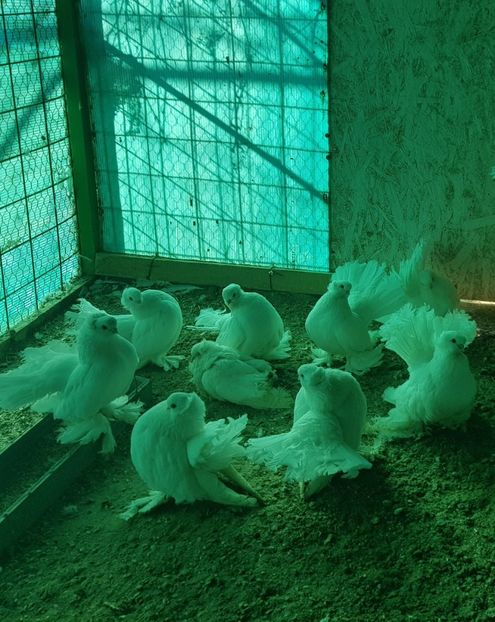 20181201_131703 (3) - 9--SIBERIENI