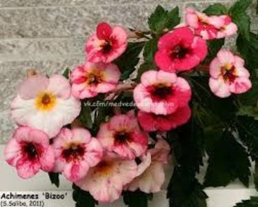 bizoo - Bizoo-lucyanna