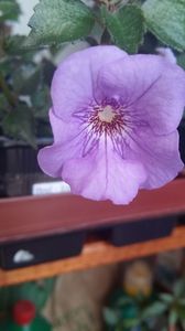 brel - Brel-erika 76