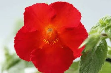 caligula - Caligula -erika 76