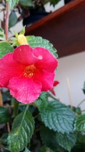 caligula - Caligula -erika 76