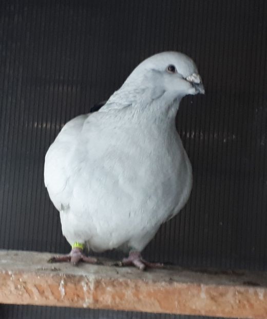 F 2017 Cofetareasa - Femei 2018