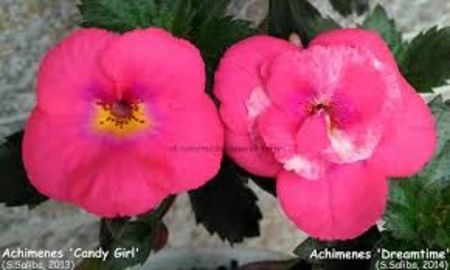 dreamtime - Dream Time-erika 76