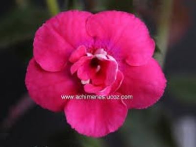 dreamtime - Dream Time-erika 76