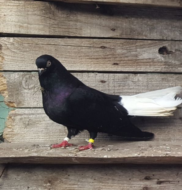  - 6-Negru Codalb Romanesc