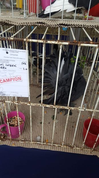 Cupa Crisana 2018. MG.LOFT - REZULTATELE MELE IN EXPO