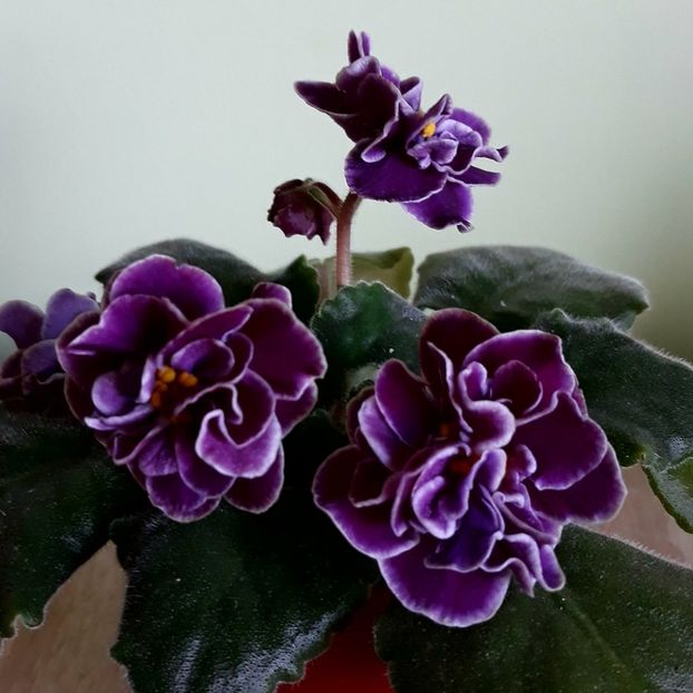 Ek Magija Liubvi - AA violete africane de colectie