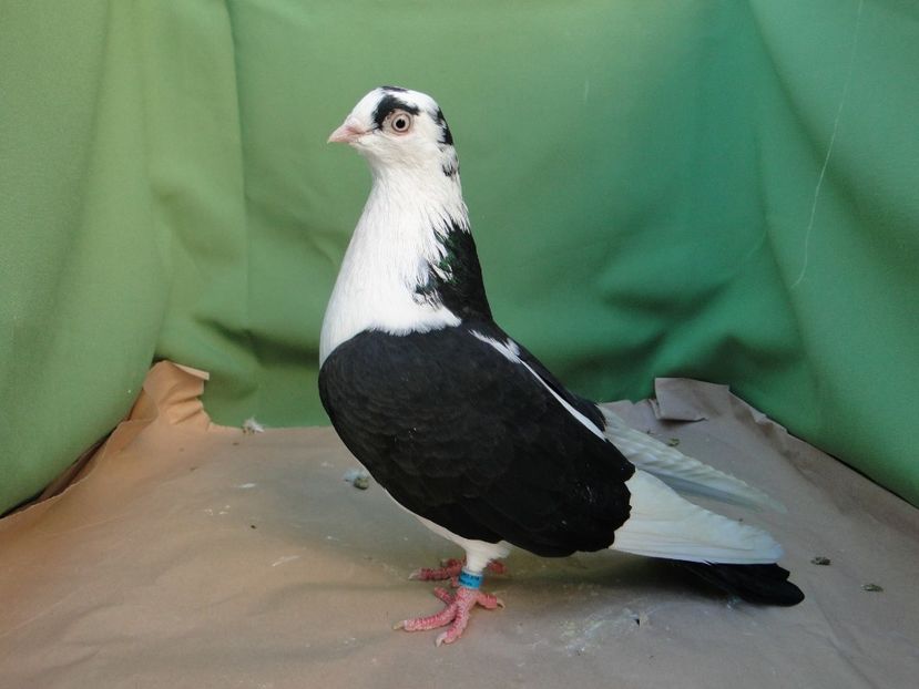 F 2018_6928 - arhiva_porumbei dragi mie