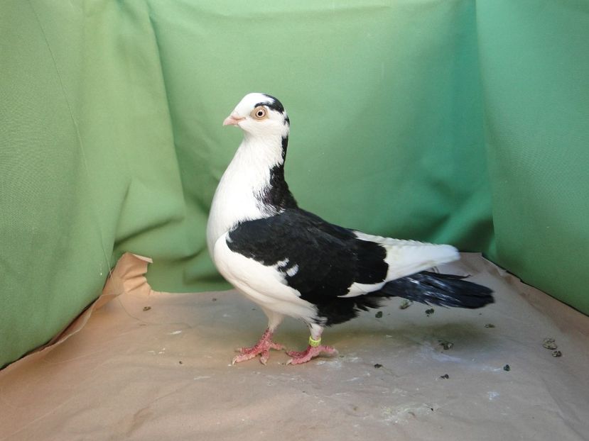 F 2017_2323 - arhiva_porumbei dragi mie