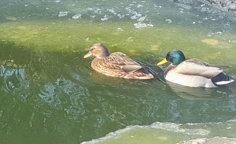  - C-Raţe Sălbatice