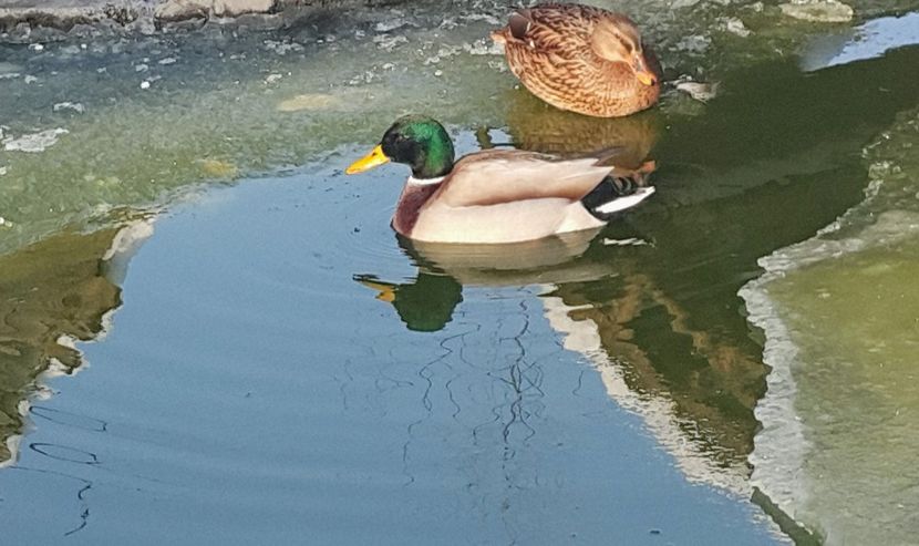  - C-Raţe Sălbatice