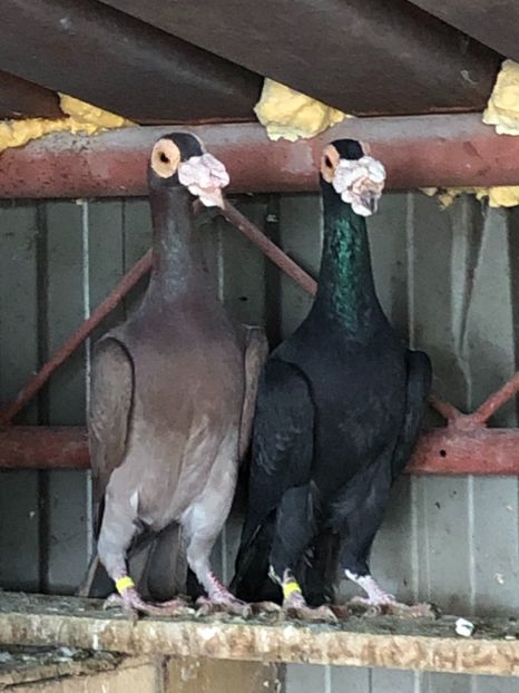 74C793C3-449D-403B-B978-CC8789A2637E - Carieri 2018