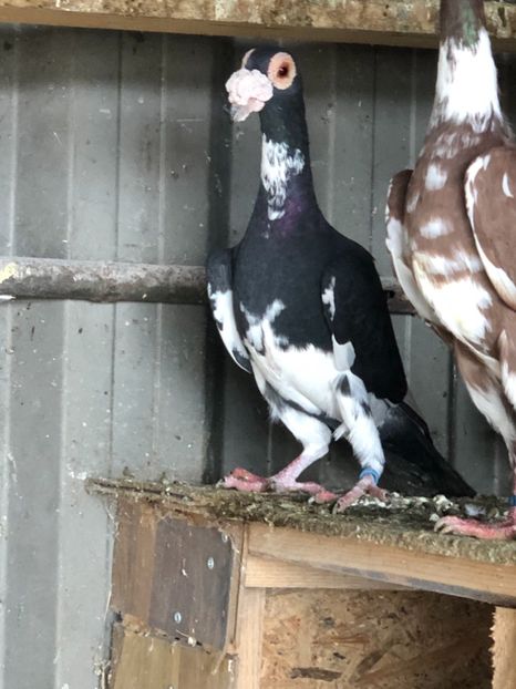 81C1C468-3BD3-4D61-988B-FCC3D643F39A - Carieri 2018