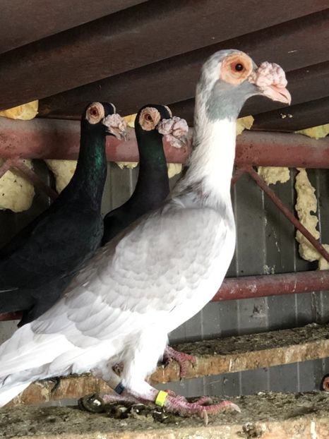 093E2BE3-99AB-4029-B1B4-35631A77EE7B - Carieri 2018