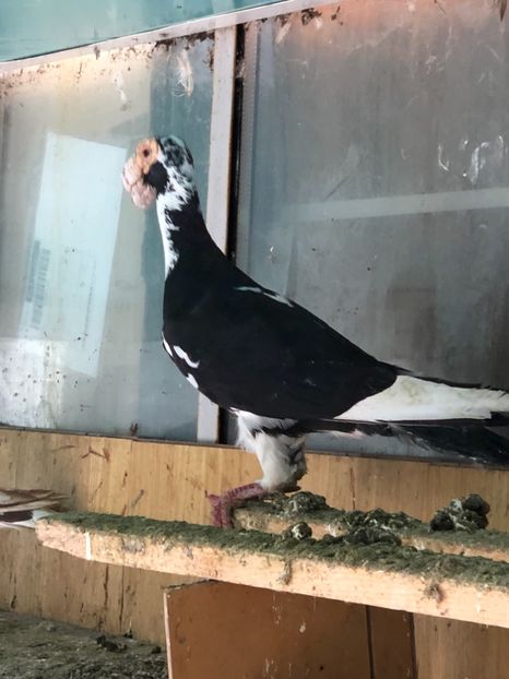 82E79DE1-15DD-4704-85CA-29586166153D - Carieri 2018