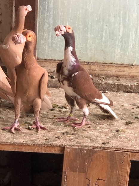 18E4B05C-DF88-47E7-B530-77C614A4E9B6 - Carieri 2018