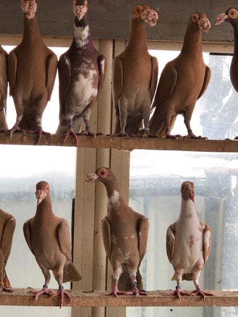 CD1E21E3-5F96-4A17-91A9-FBC0ED0E8014 - Carieri 2018