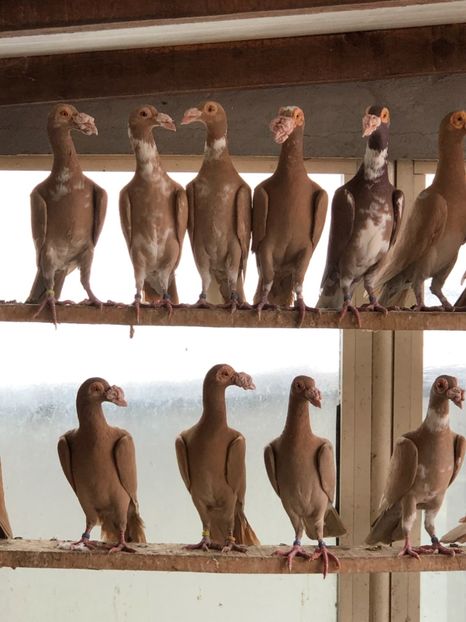 5D9C3304-6E7C-4B59-B65D-DBB330119830 - Carieri 2018