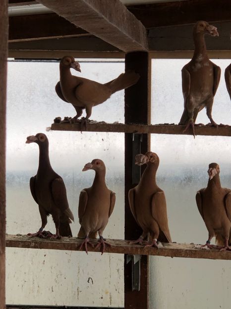 5EFA189D-BA20-4FA2-B31C-5DC3CBB55545 - Carieri 2018