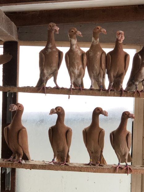 BF99CBE2-4215-4194-AC97-342AF3A1D05A - Carieri 2018