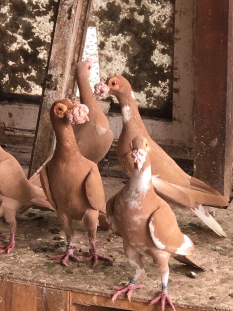 AB3FD69D-11CC-4491-9E95-3DA4304E20BC - Carieri 2018