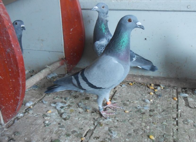 Vanata 13, LOC 11132p.-657 km 212568p.-580 km 357902p.-580 km - PORUMBEI