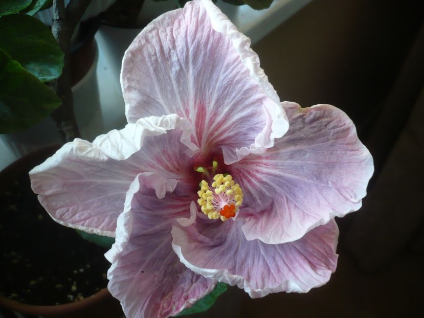 P1400574 - HIBISCUSI 2018-4