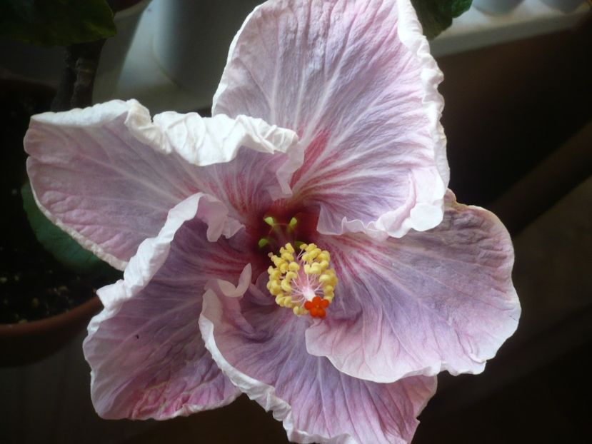 P1400575 - HIBISCUSI 2018-4