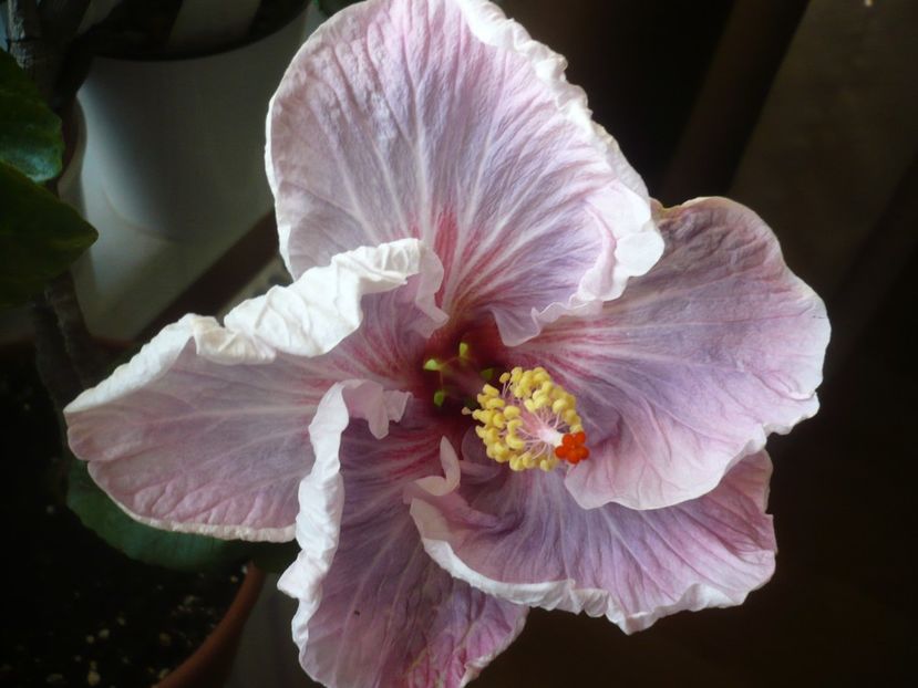 P1400576 - HIBISCUSI 2018-4