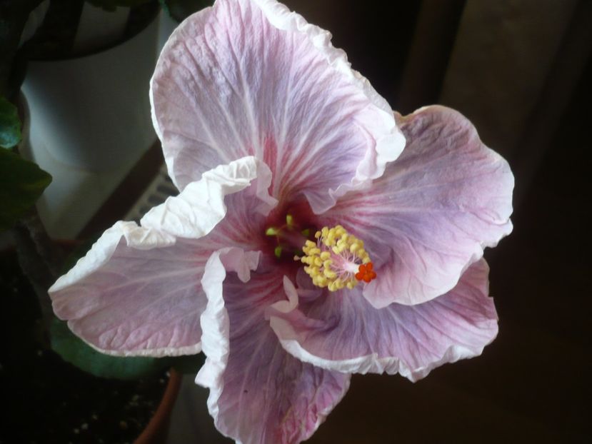 P1400577 - HIBISCUSI 2018-4