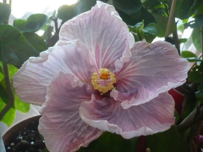 P1400578 - HIBISCUSI 2018-4