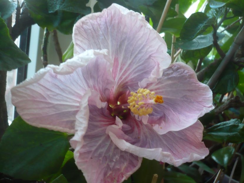 P1400579 - HIBISCUSI 2018-4