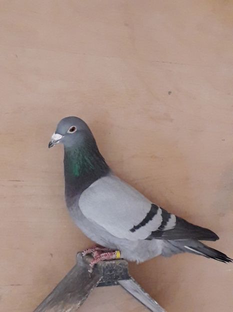 Ciprian-frate bun loc 1 finala col int Brasov 2017 - Ciprian