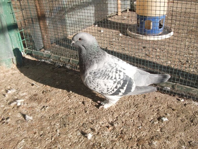 fata 4 luni - porumbei 2018