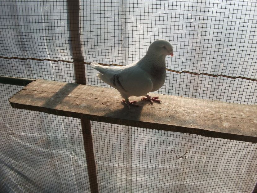 fata - porumbei 2018